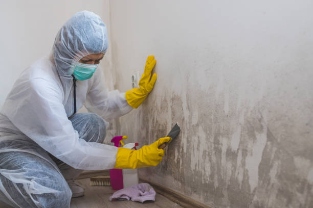 Best Industrial Mold Remediation  in Preston, ID